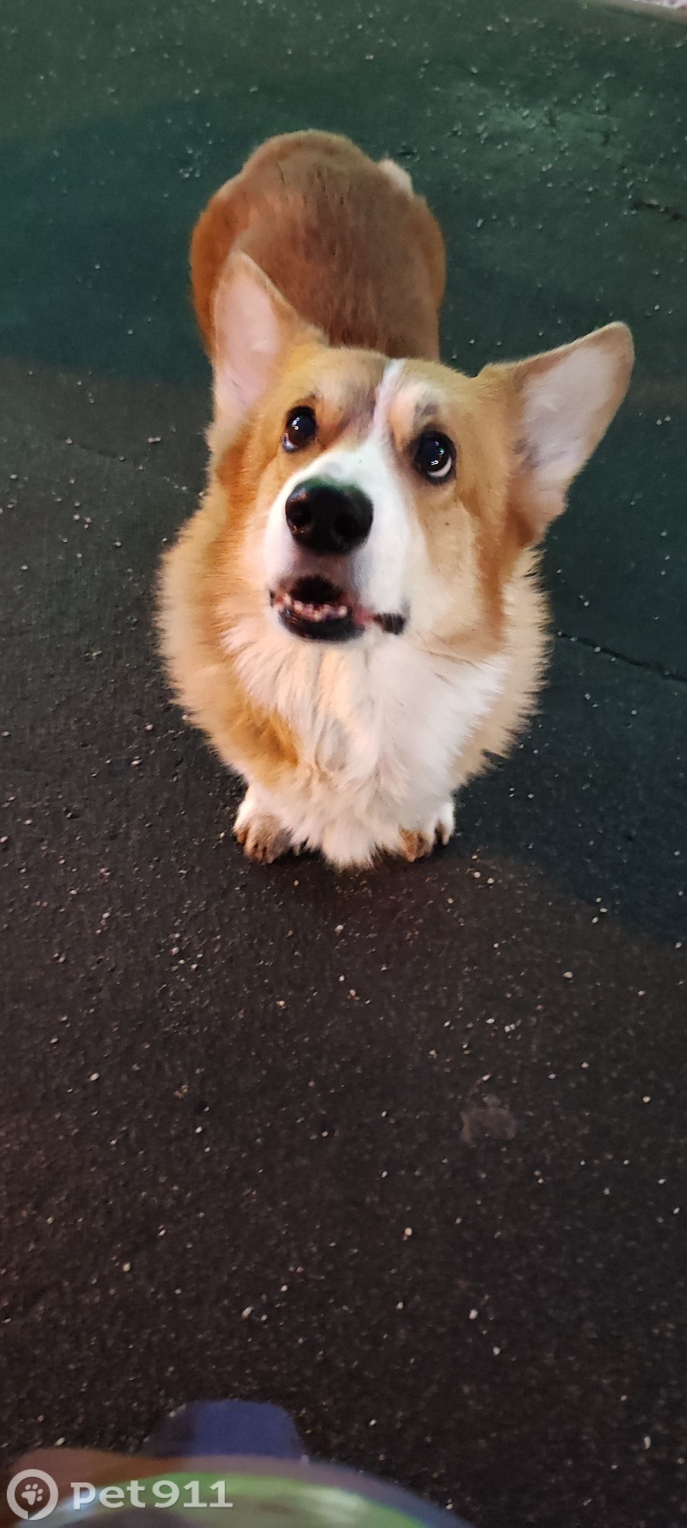 Найдена собака в Реутове — фото объявления