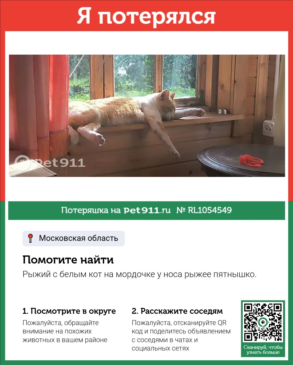 Найдена кошка в Реутове — фото объявления