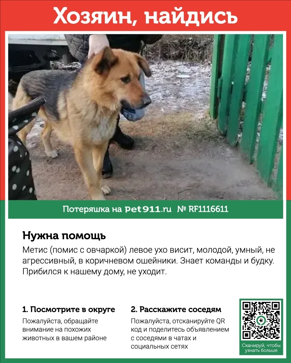 Найдена собака в Реутове — фото объявления