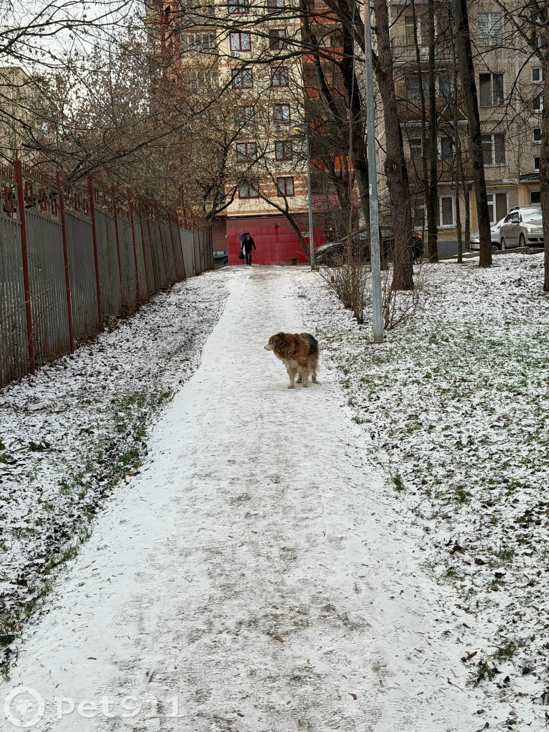 Найдена собака в Реутове — фото объявления