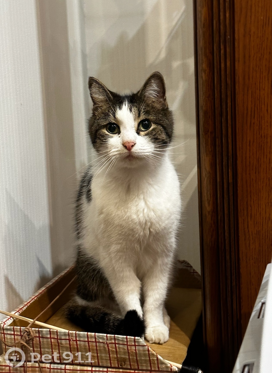 Найдена кошка в Реутове — фото объявления