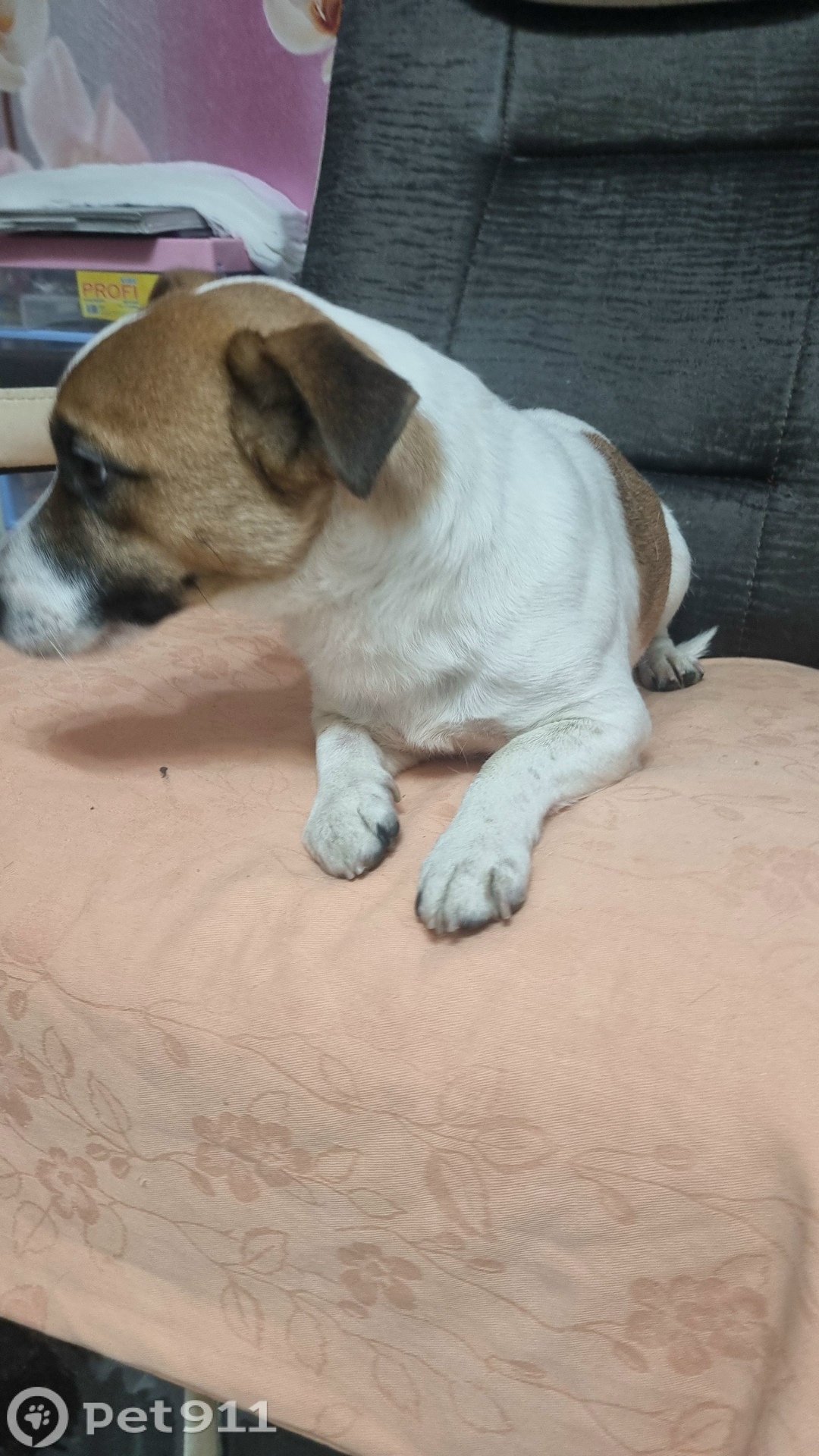 Найдена собака в Реутове — фото объявления