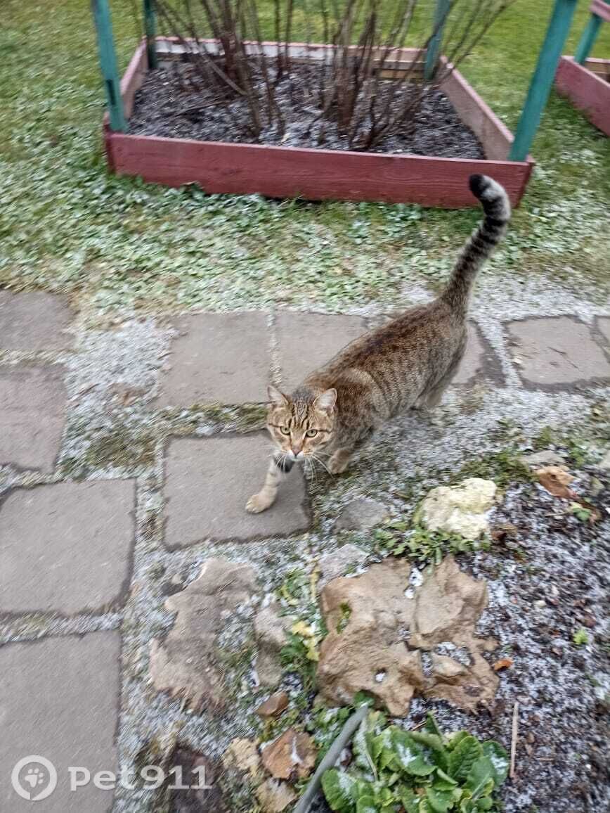 Найдена кошка в Реутове — фото объявления