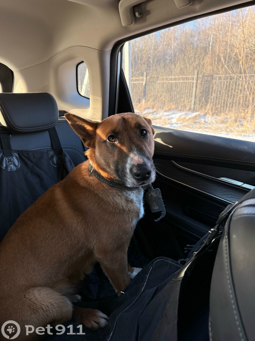 Найдена собака в Реутове — фото объявления