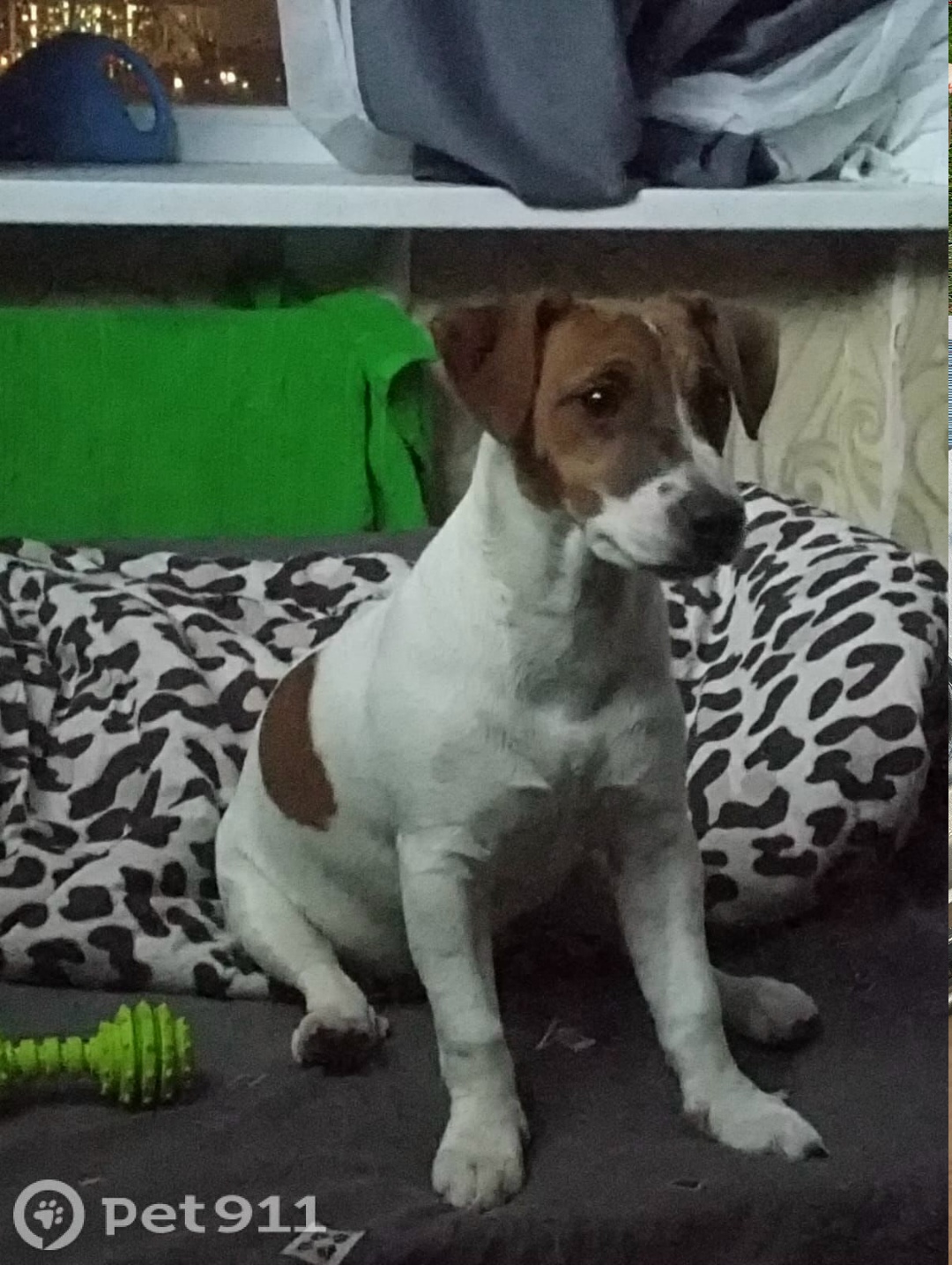 Пропала собака в Реутове — фото объявления