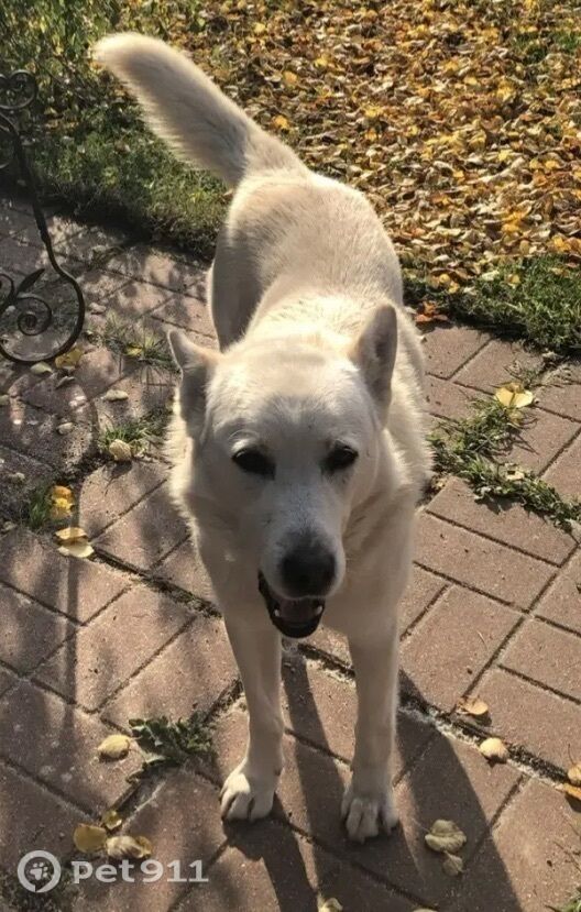 Пропала собака в Реутове — фото объявления