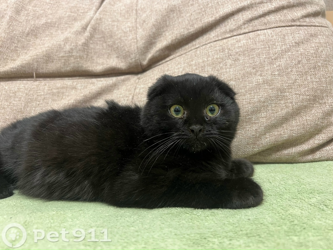 Найдена кошка в Реутове — фото объявления