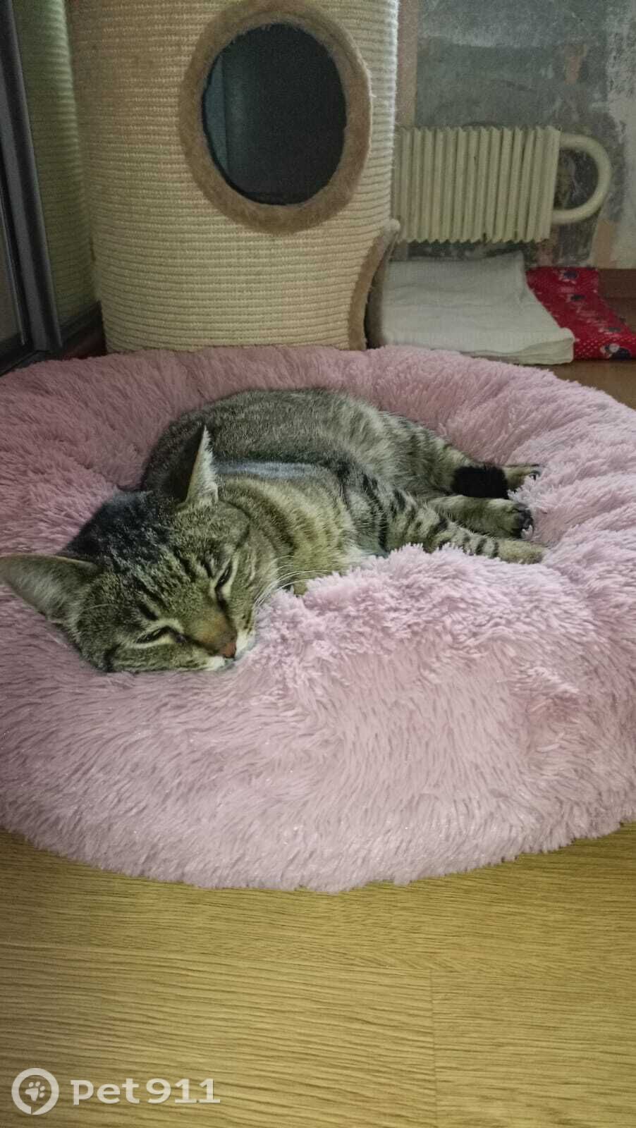 Найдена кошка в Реутове — фото объявления