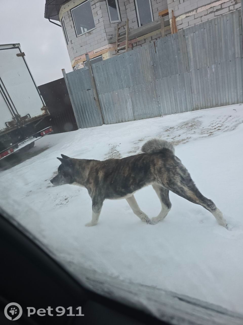 Найдена собака в Реутове — фото объявления