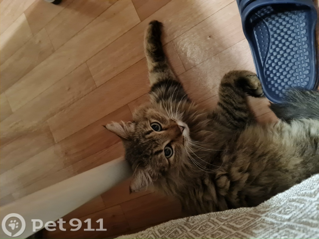 Найдена кошка в Реутове — фото объявления