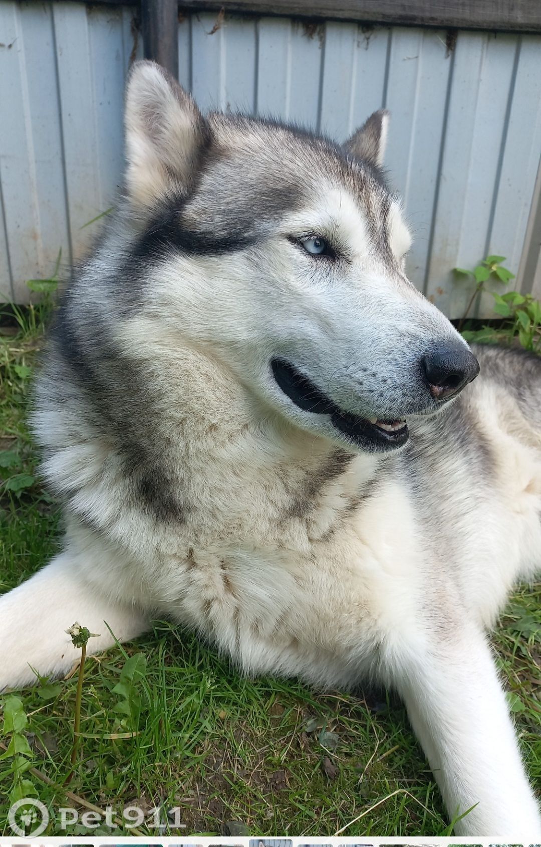 Пропала собака в Реутове — фото объявления