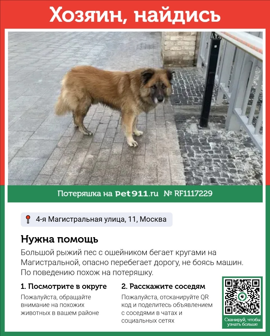 Найдена собака в Реутове — фото объявления