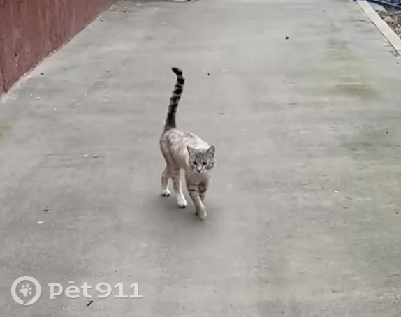 Найдена кошка в Реутове — фото объявления