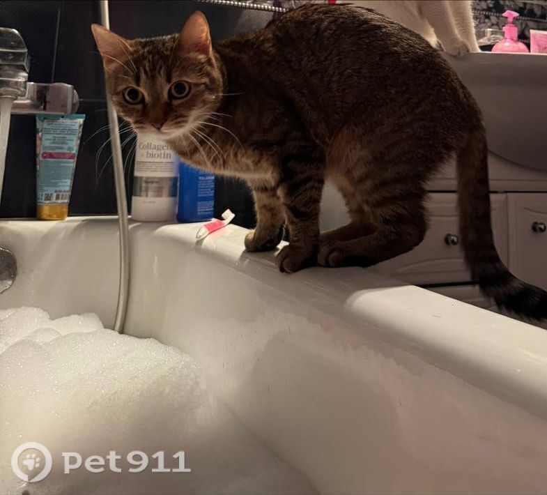 Пропала кошка в Реутове — фото объявления