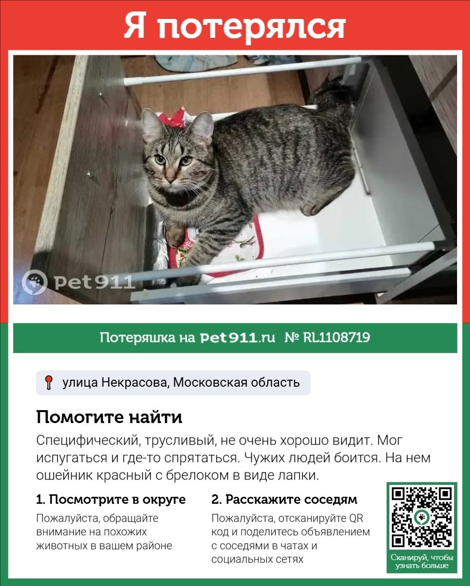 Пропала кошка в Реутове — фото объявления