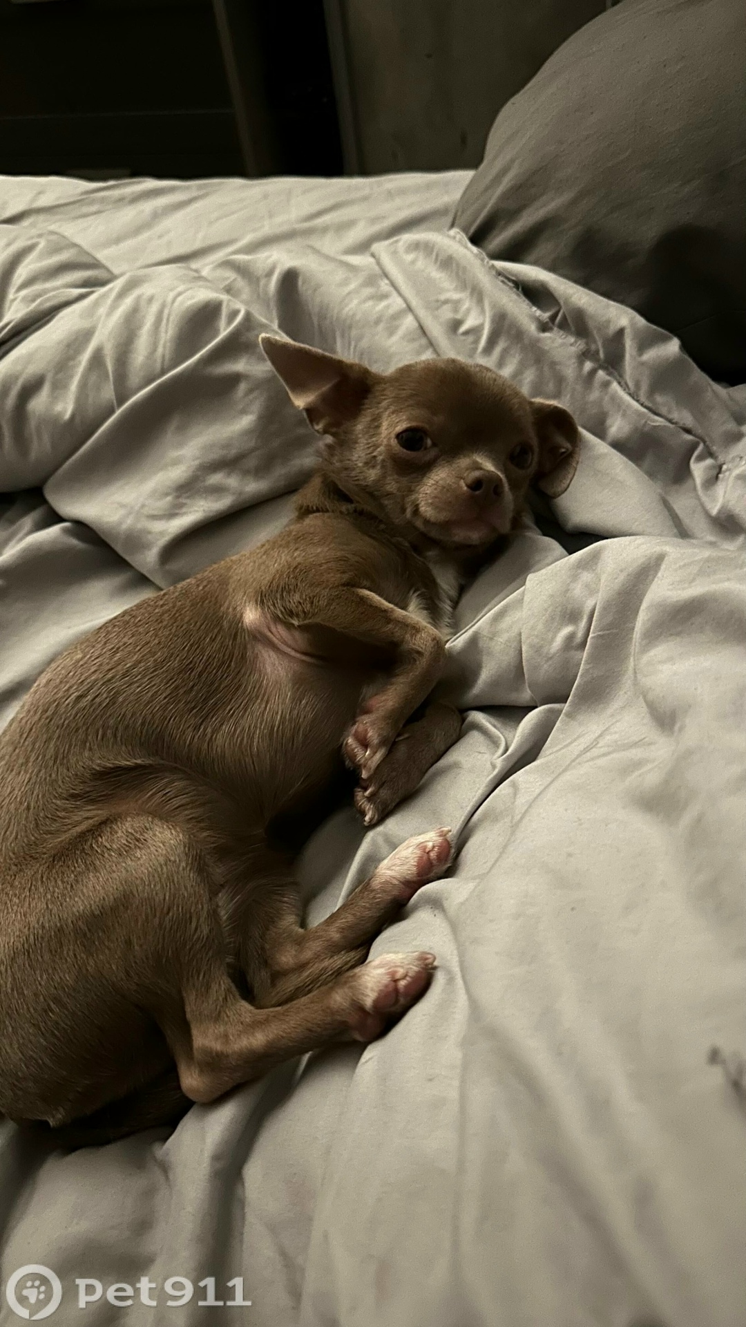 Пропала собака в Реутове — фото объявления