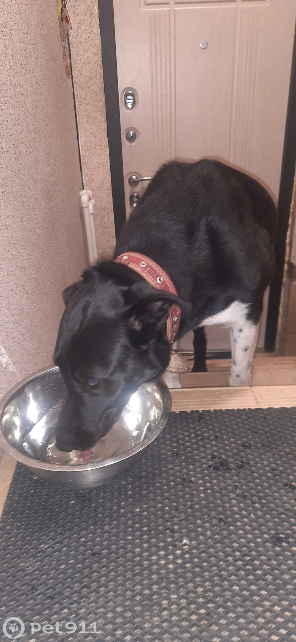 Найдена собака в Реутове — фото объявления