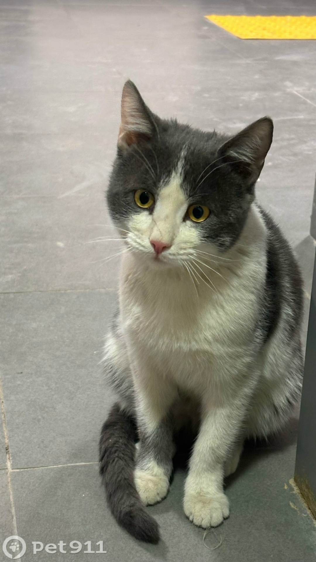 Найдена кошка в Реутове — фото объявления