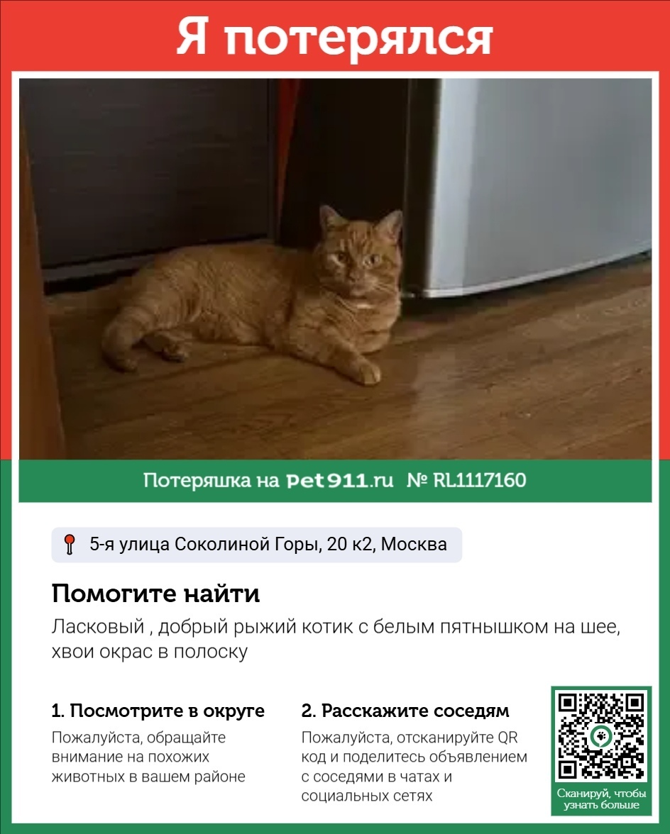 Пропала кошка в Реутове — фото объявления