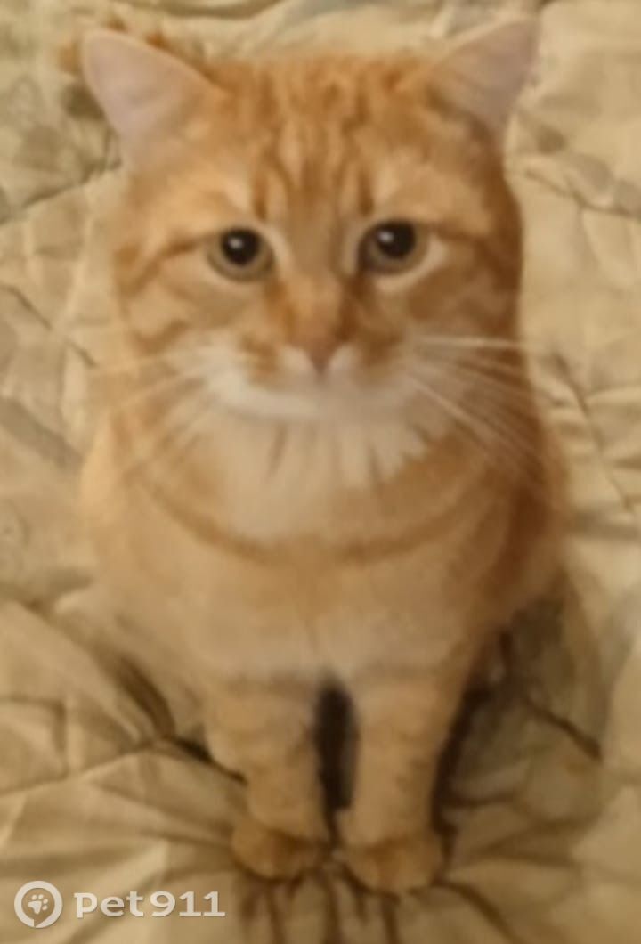 Пропала кошка в Реутове — фото объявления