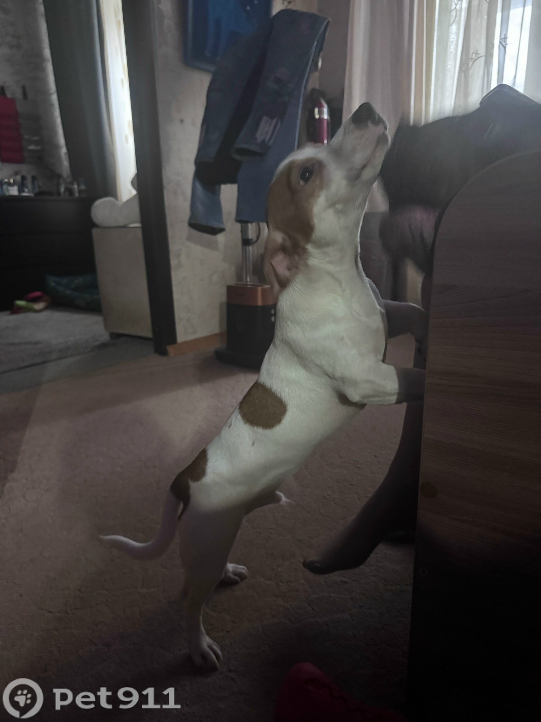 Найдена собака в Реутове — фото объявления