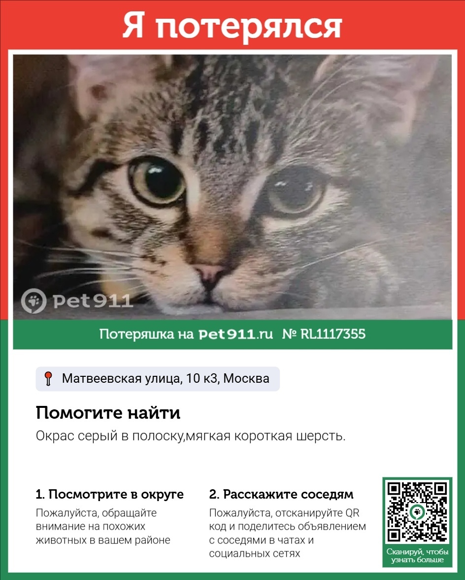 Пропала кошка в Реутове — фото объявления