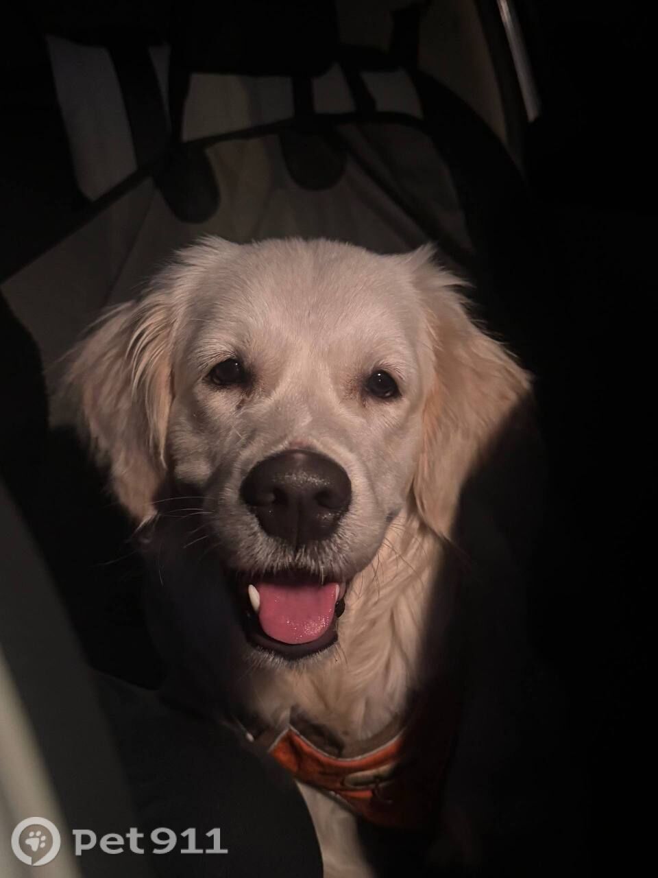 Найдена собака в Реутове — фото объявления