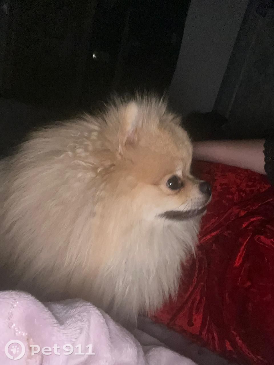 Пропала собака в Реутове — фото объявления