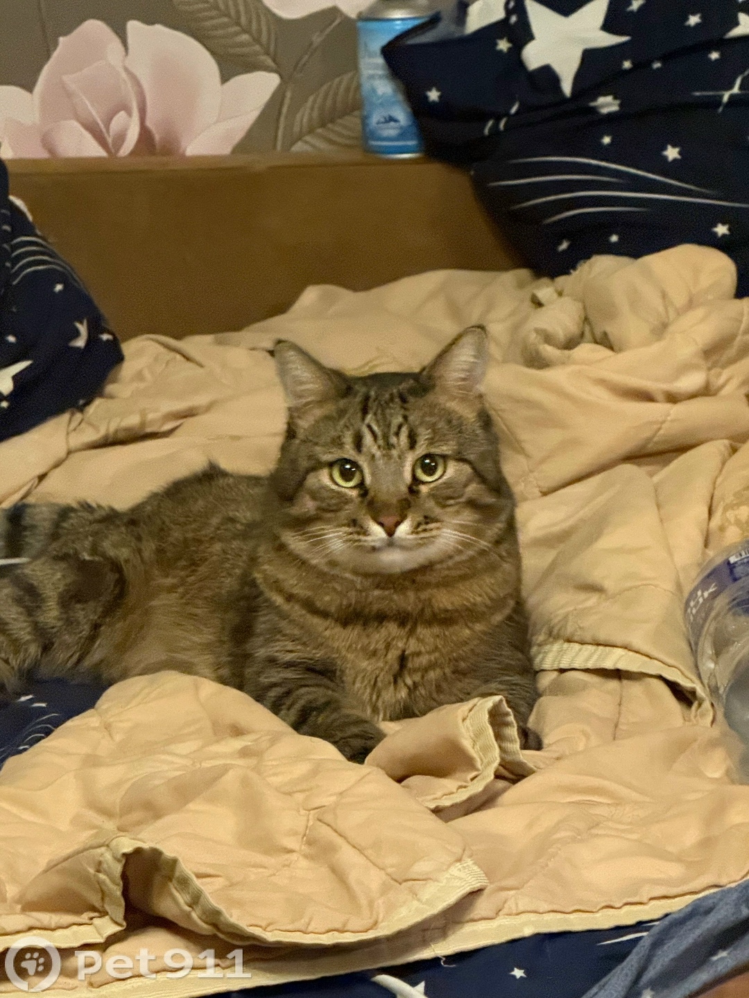 Пропала кошка в Реутове — фото объявления