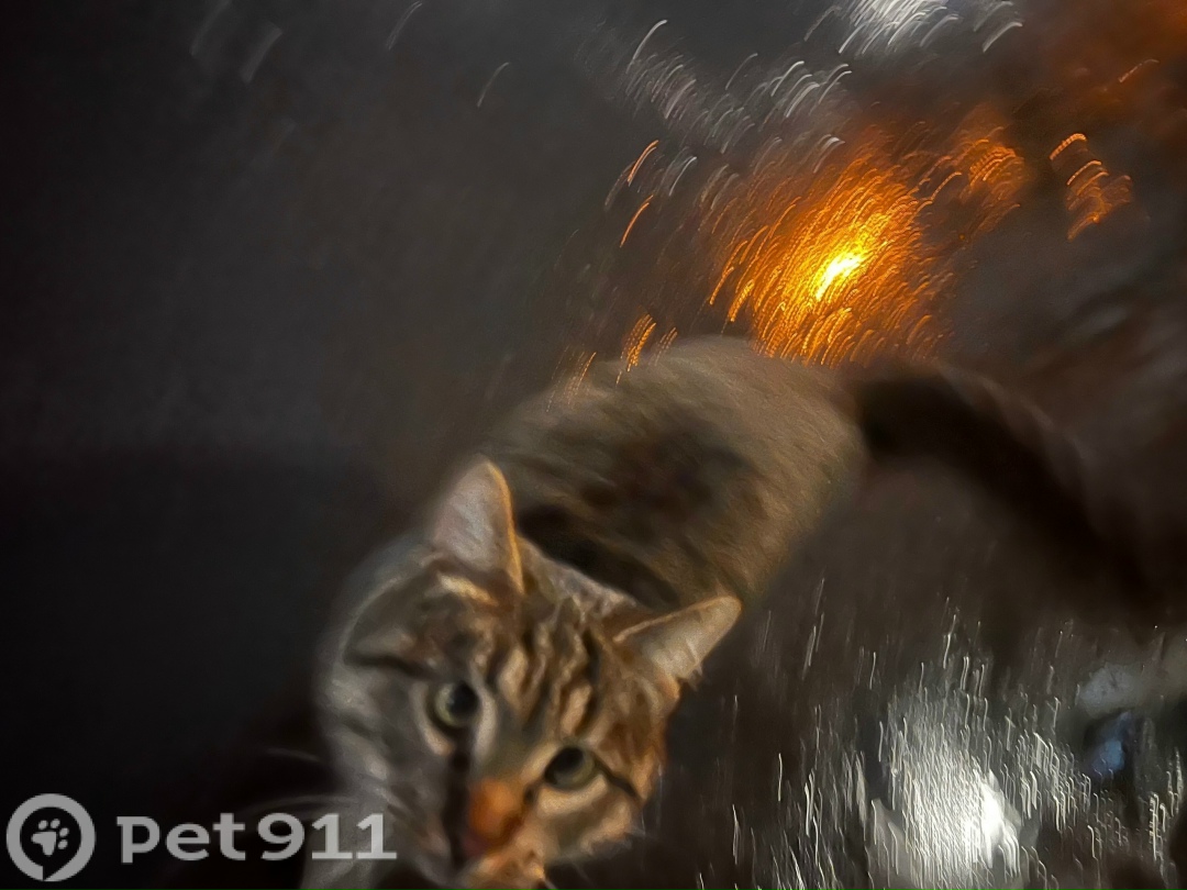 Найдена кошка в Реутове — фото объявления