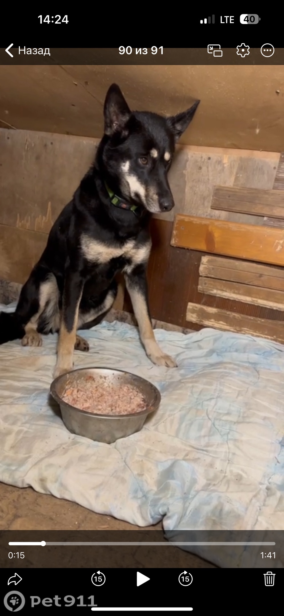 Найдена собака в Реутове — фото объявления