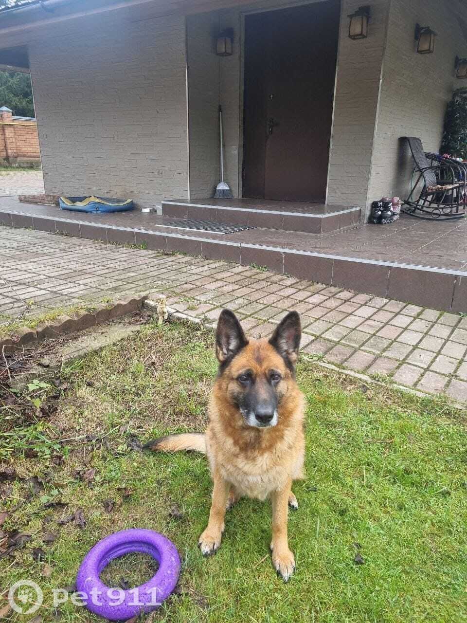 Пропала собака в Реутове — фото объявления