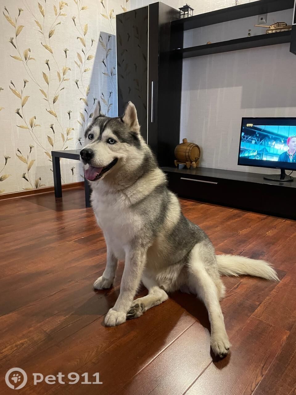 Пропала собака в Реутове — фото объявления