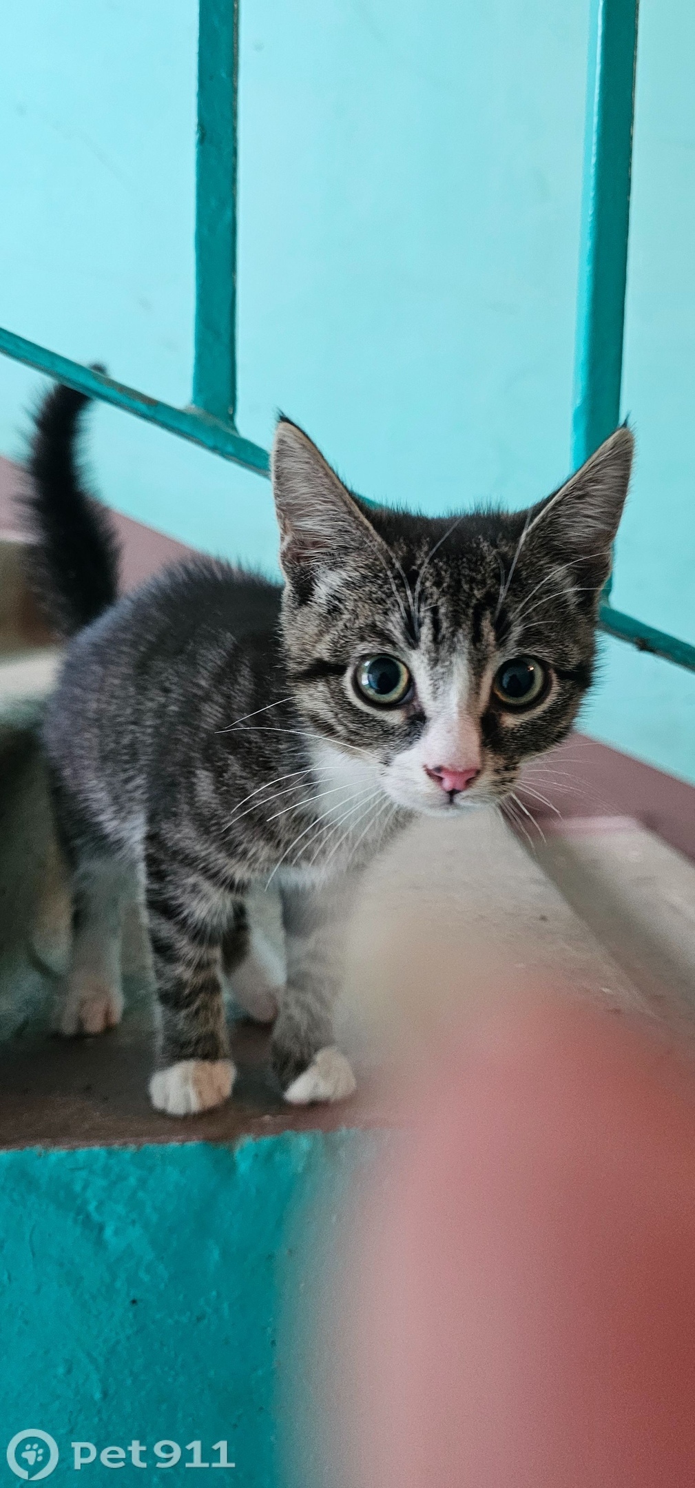 Найдена кошка в Реутове — фото объявления