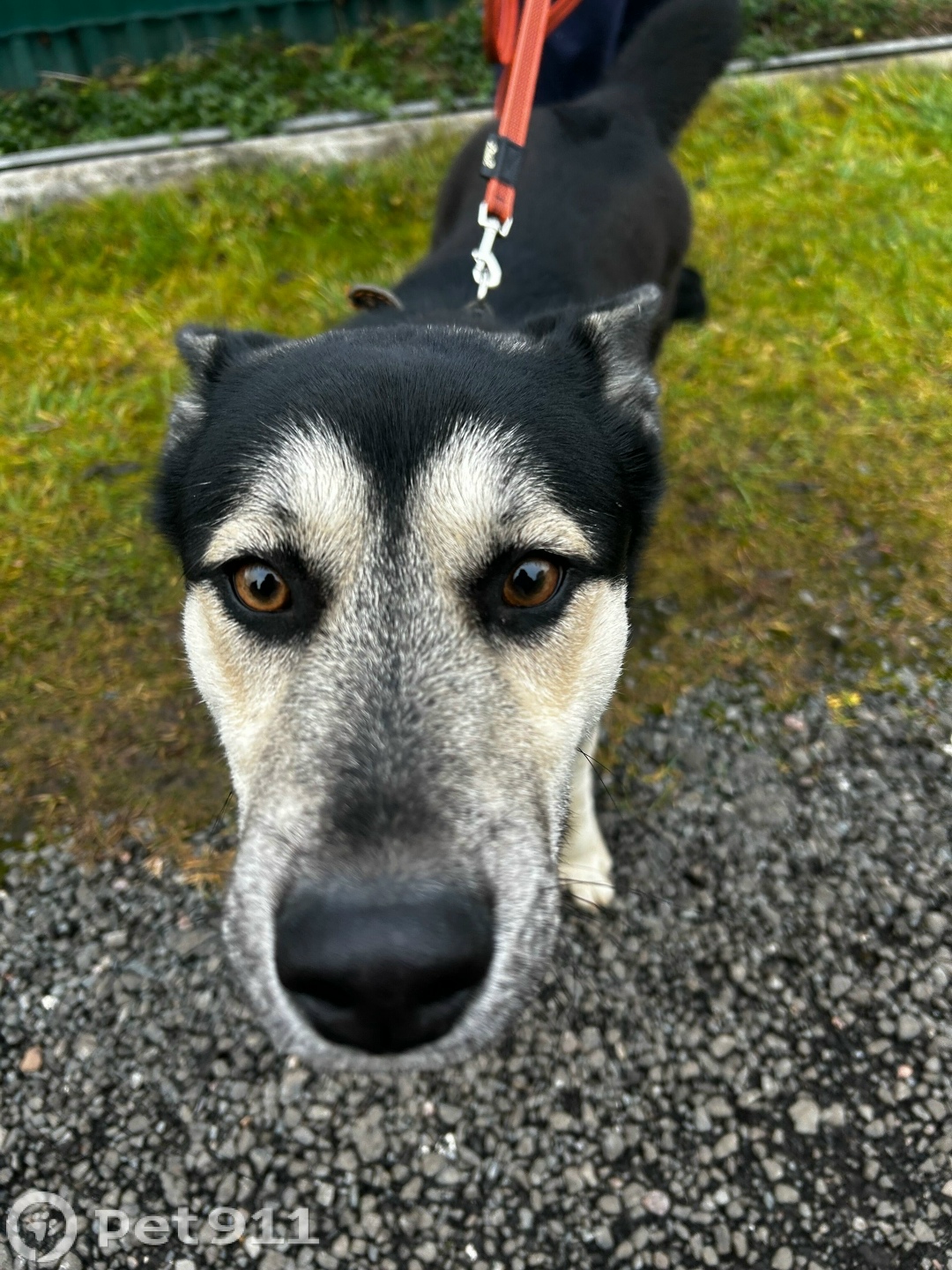 Найдена собака в Реутове — фото объявления