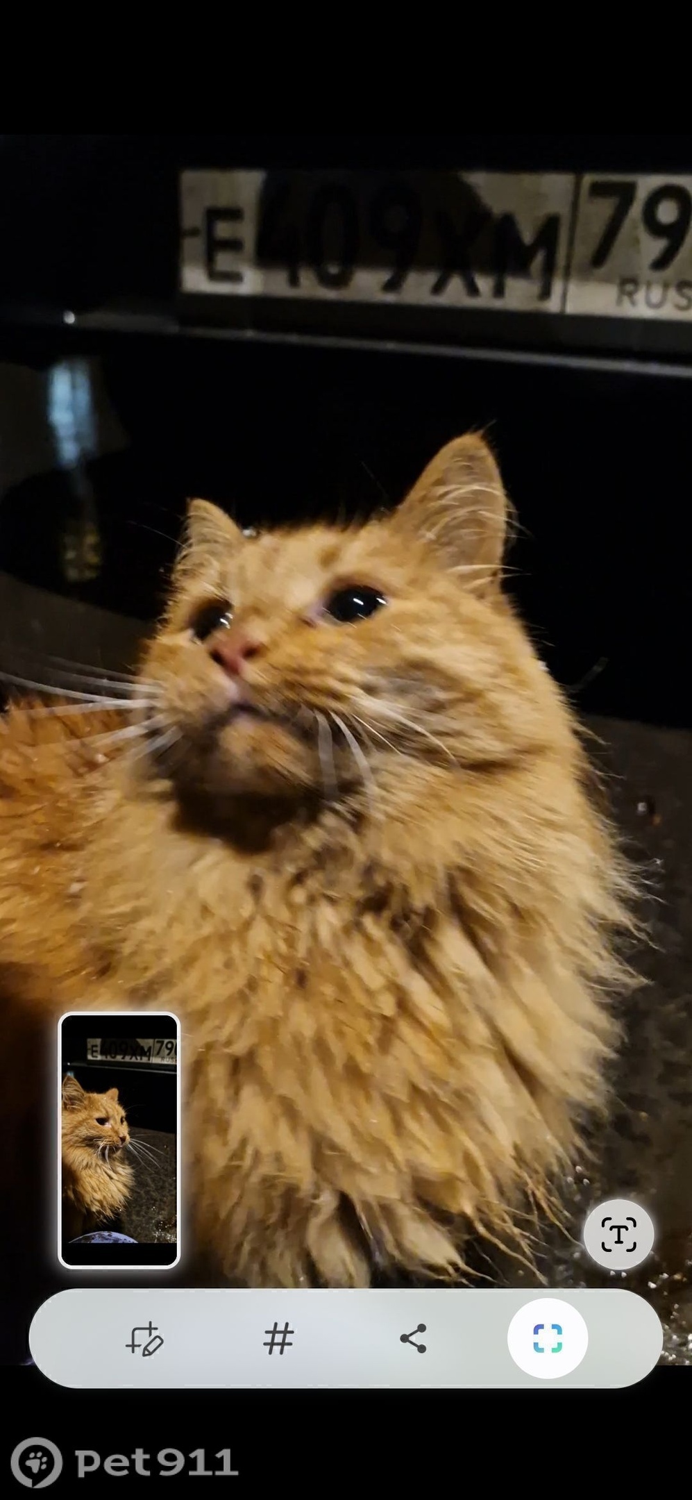 Найдена собака в Реутове — фото объявления