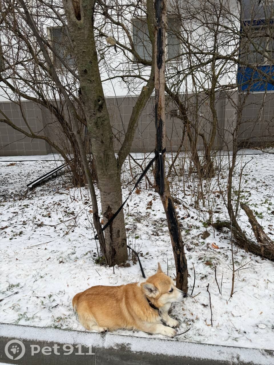 Найдена собака в Реутове — фото объявления