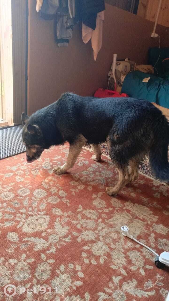 Пропала собака в Реутове — фото объявления