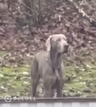 Найдена собака в Реутове — фото объявления