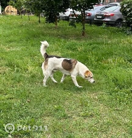 Пропала собака в Реутове — фото объявления