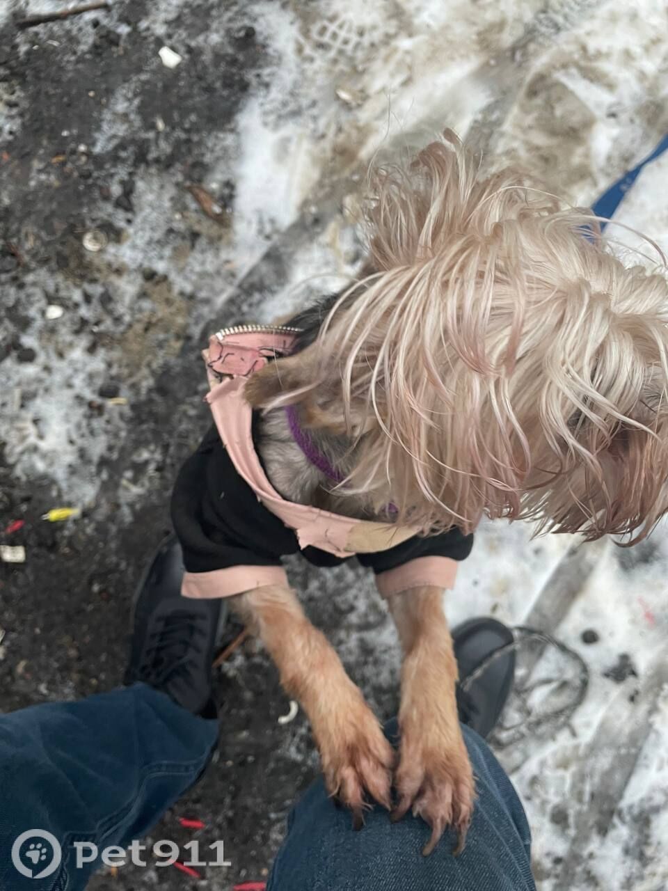 Найдена собака в Реутове — фото объявления