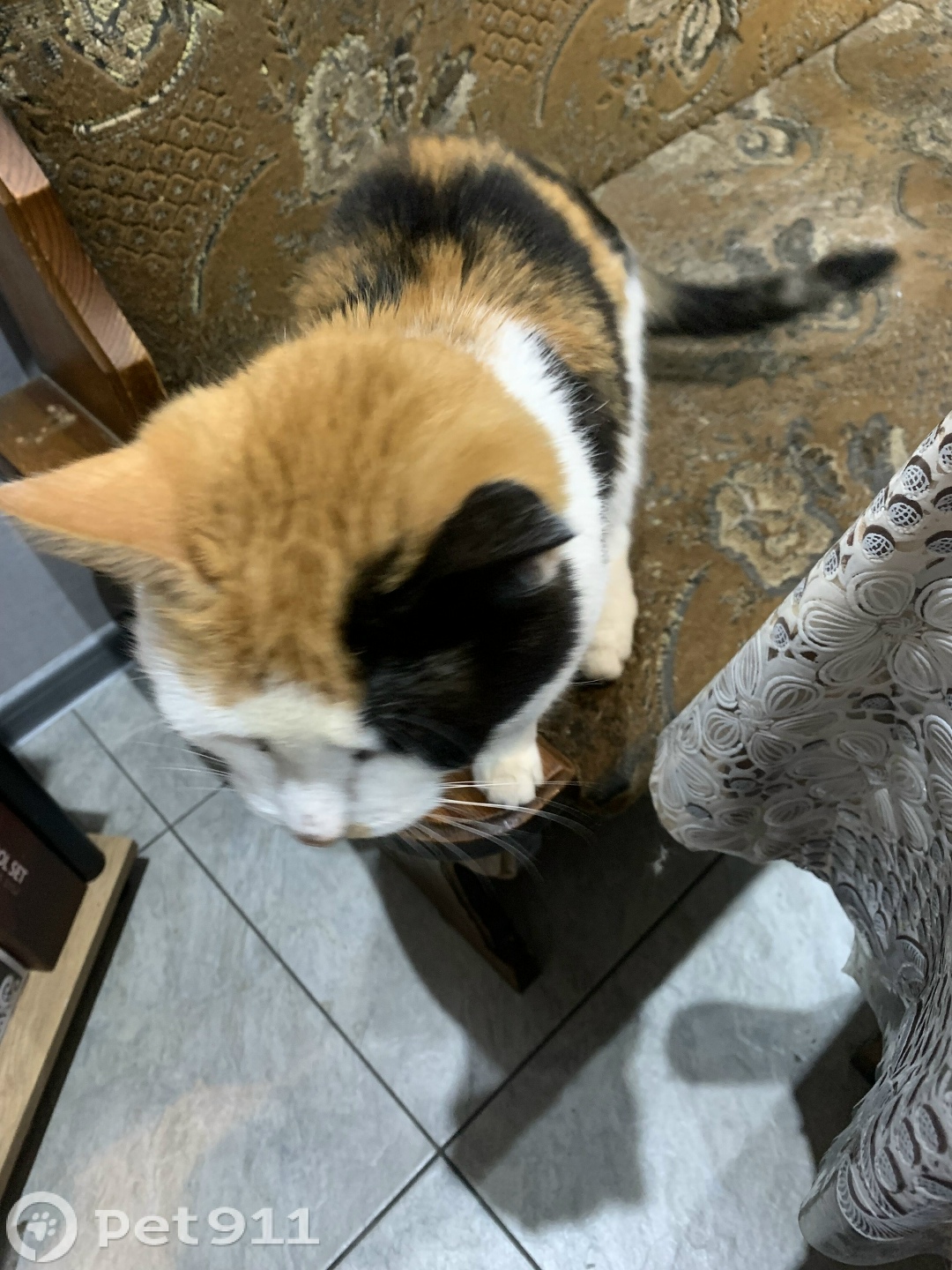 Пропала кошка в Реутове — фото объявления