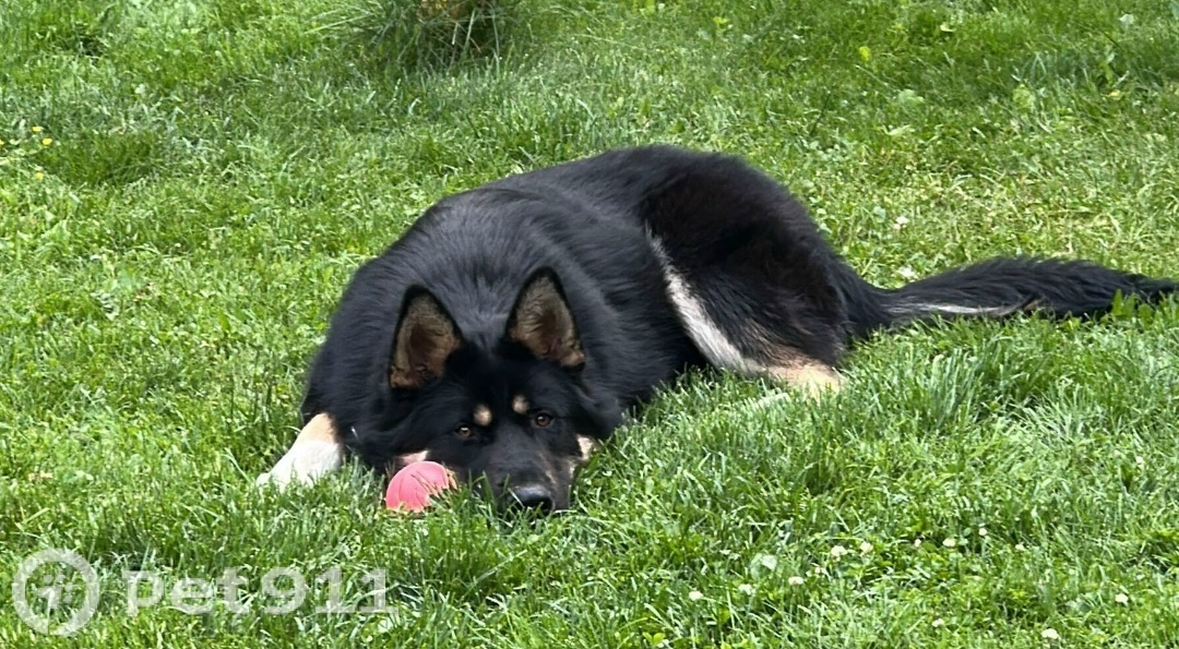 Пропала собака в Реутове — фото объявления