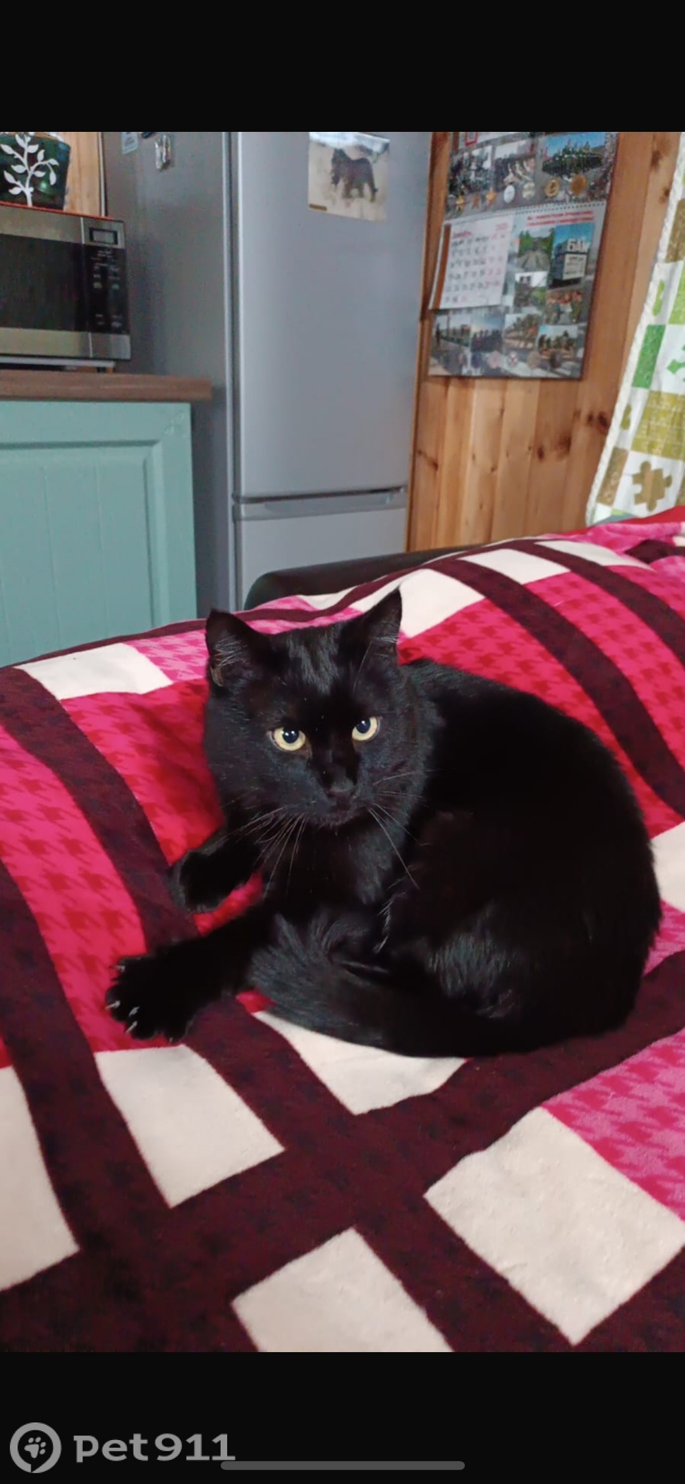 Пропала кошка в Реутове — фото объявления