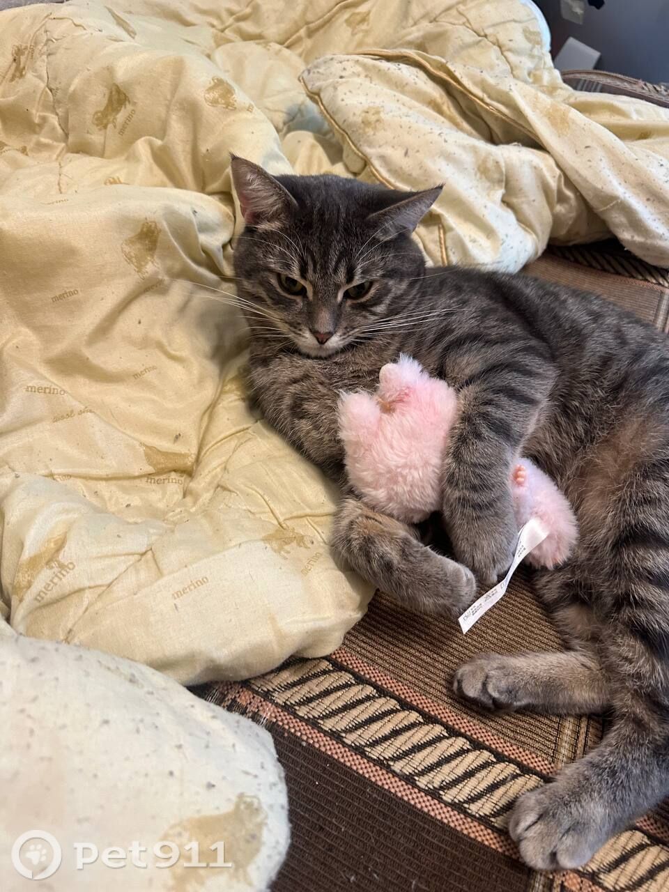 Пропала кошка в Реутове — фото объявления