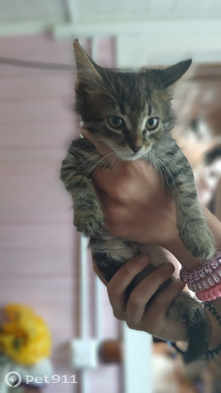 Пропала кошка в Реутове — фото объявления