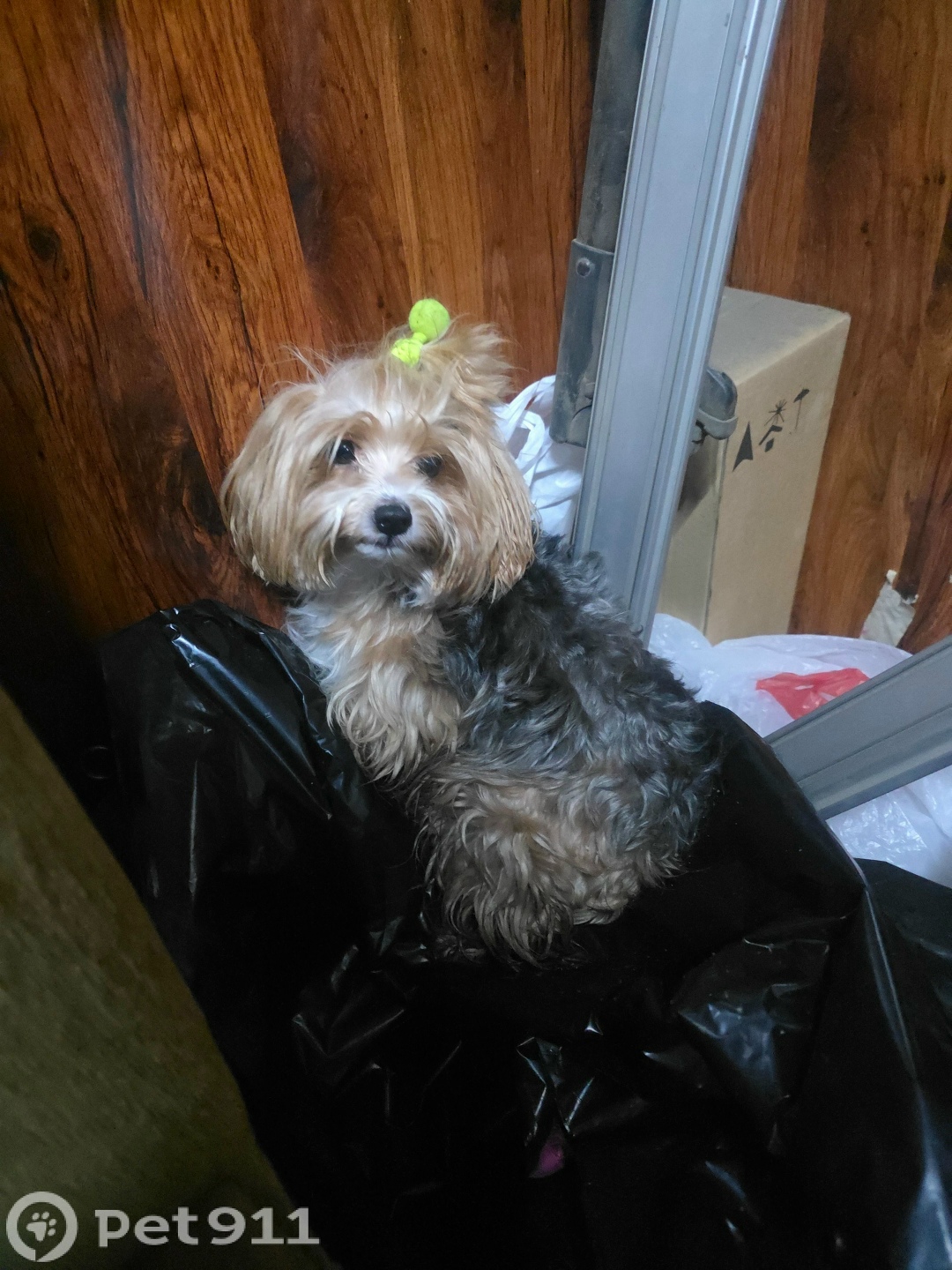 Найдена собака в Реутове — фото объявления