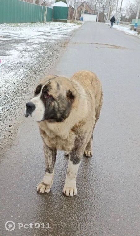 Найдена собака в Реутове — фото объявления