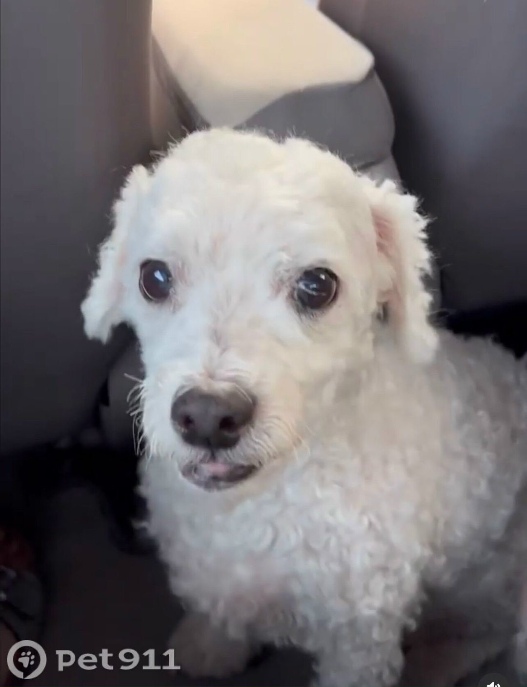 Пропала собака в Реутове — фото объявления