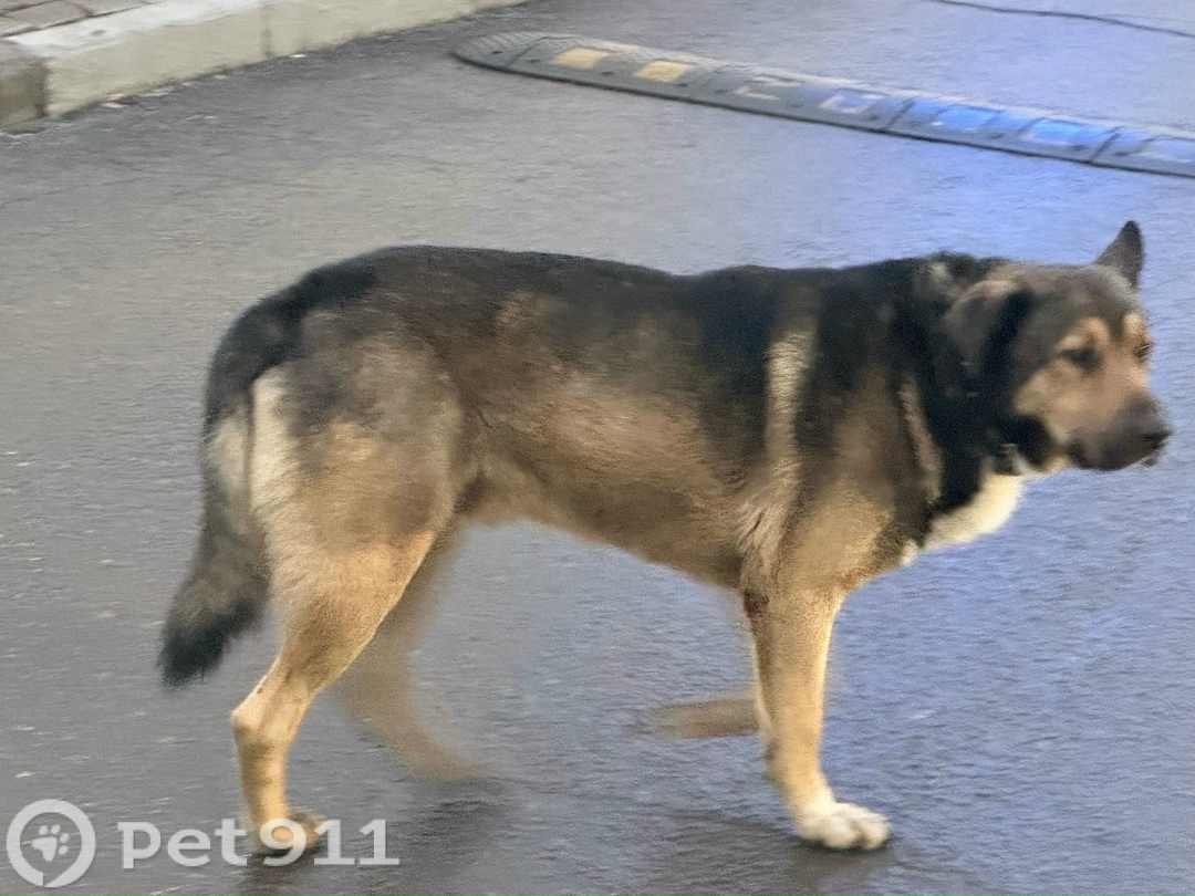 Найдена собака в Реутове — фото объявления